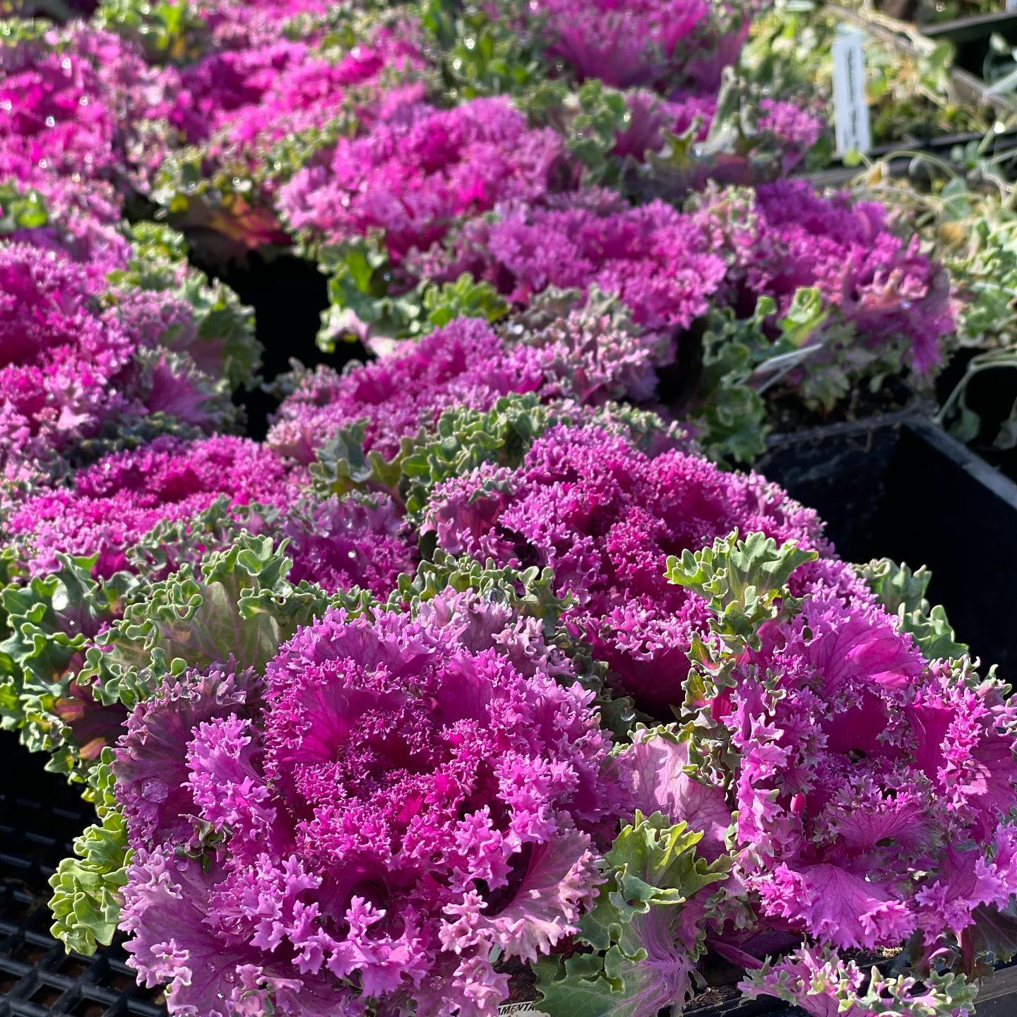 Flowering Cabbage (1037) 50+ Seeds