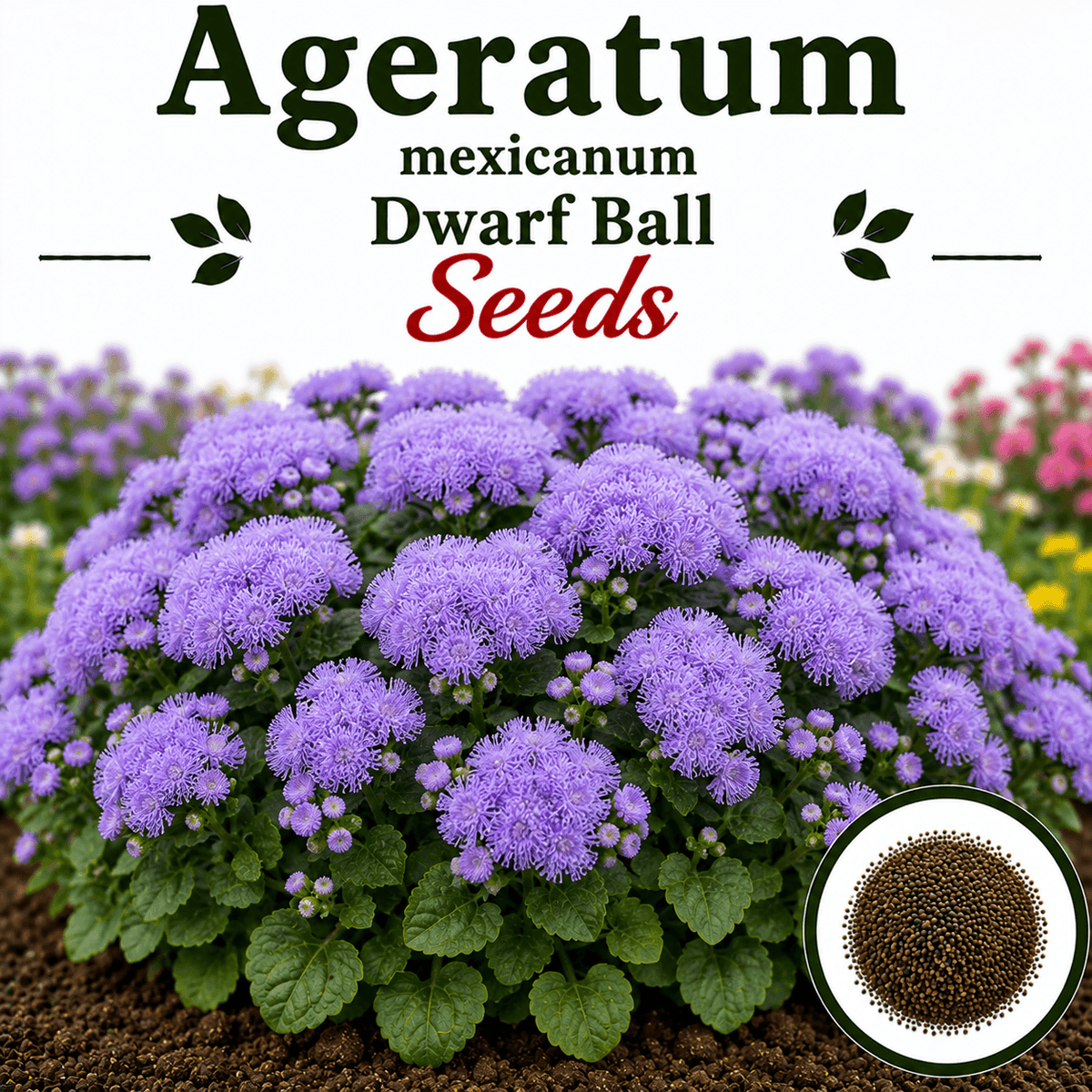 Ageratum mexicanum dwarf Ball (1066) 50+ Seeds