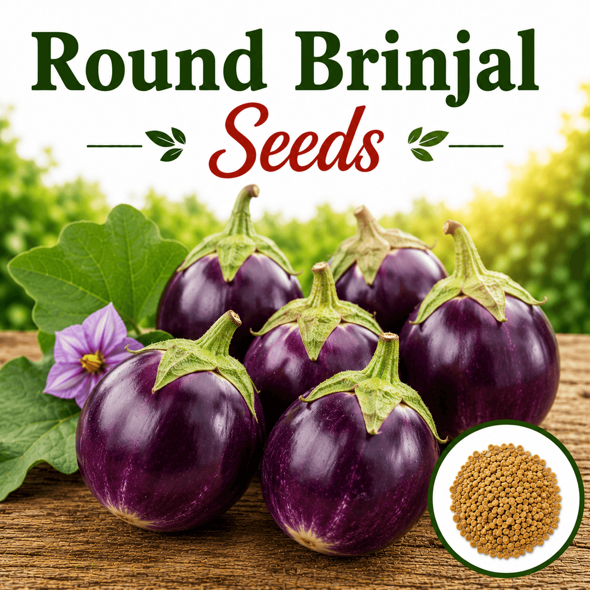 F1 Hybrid Round Brinjal 20 seeds