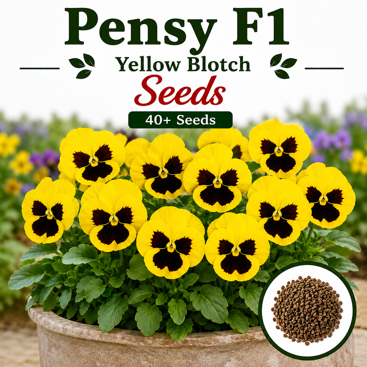 Pensy F1 Yellow Blotch 40+ Seeds