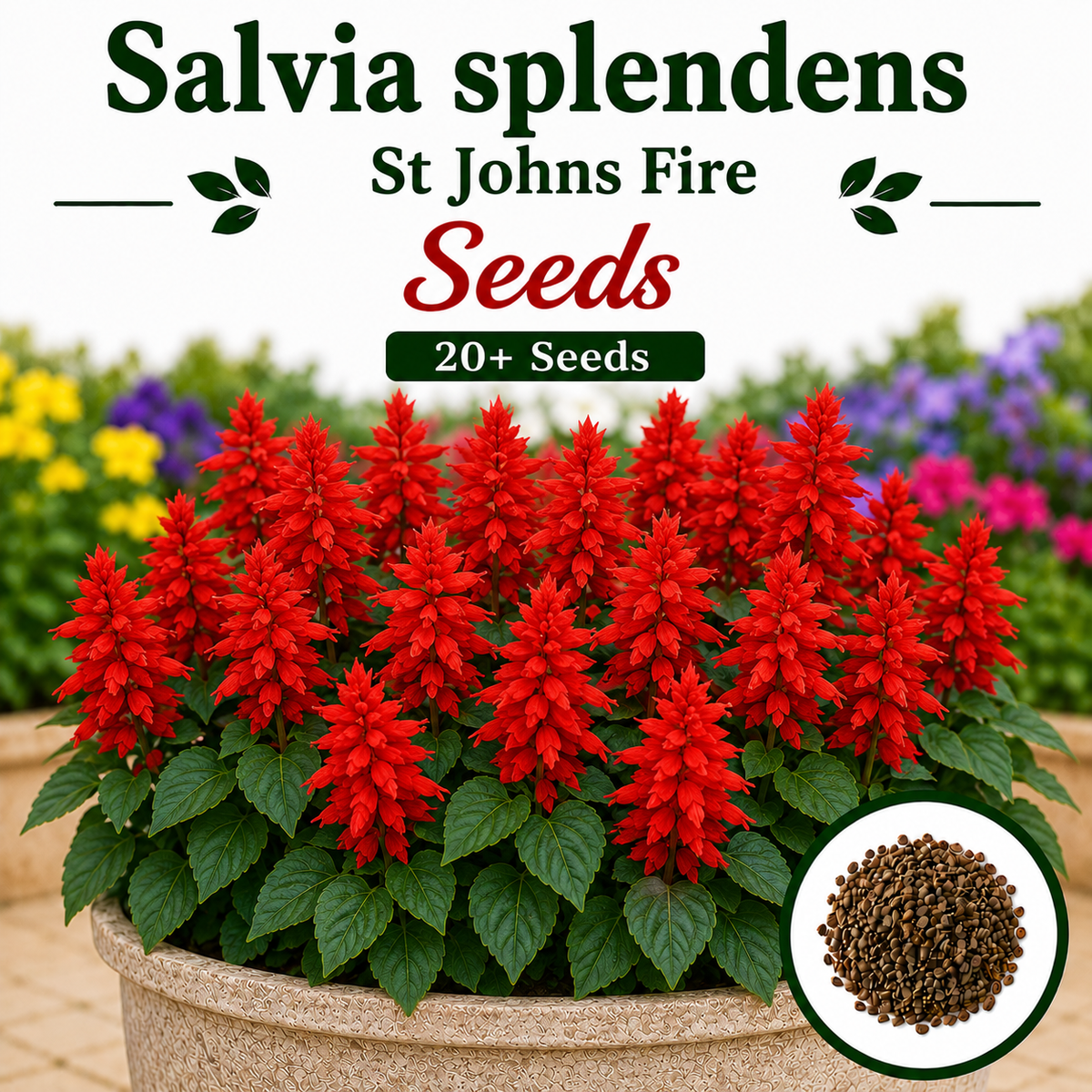 Salvia splendens st Johns fire 20+ Seeds