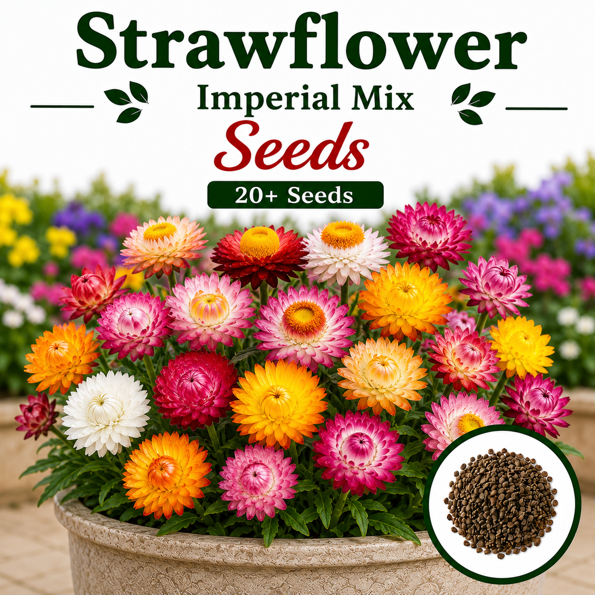 Strawflower imperial Mix 20+ Seeds