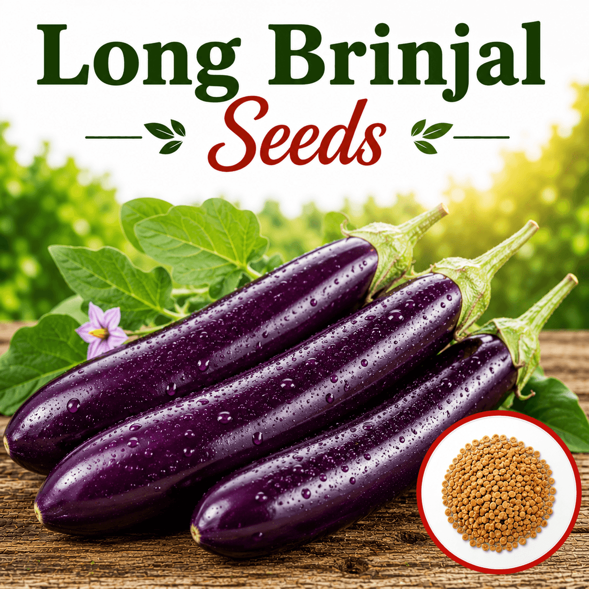 F1 Hybrid Long Brinjal 20 Seeds