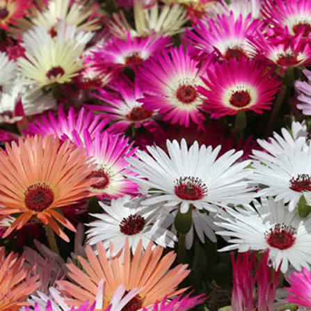 Living Stone Daisy (1045) 50+ Seeds