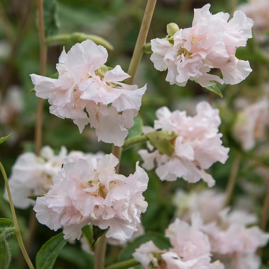 Godetia Double Tall (1014) 50+ Seeds