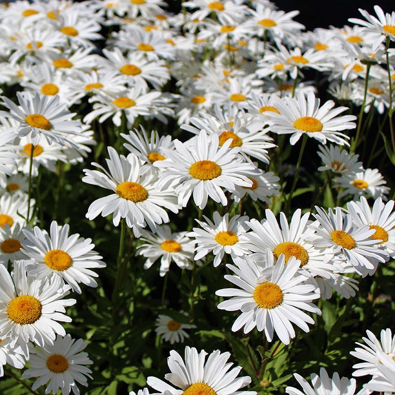 chrysanthemum shasta daisy (1041) 25+ Seeds
