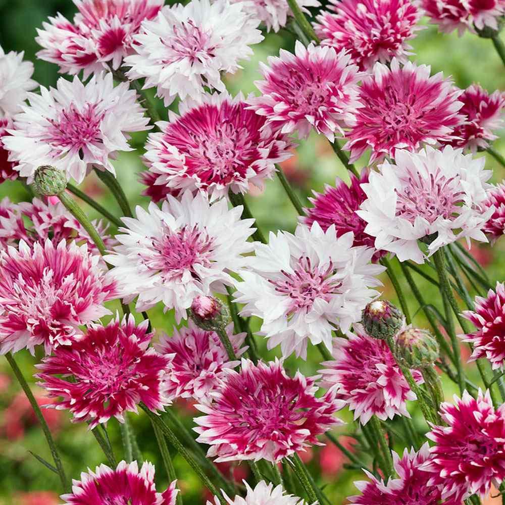 Cornflower (cantaurea cyanus) (1018) 20+ Seeds