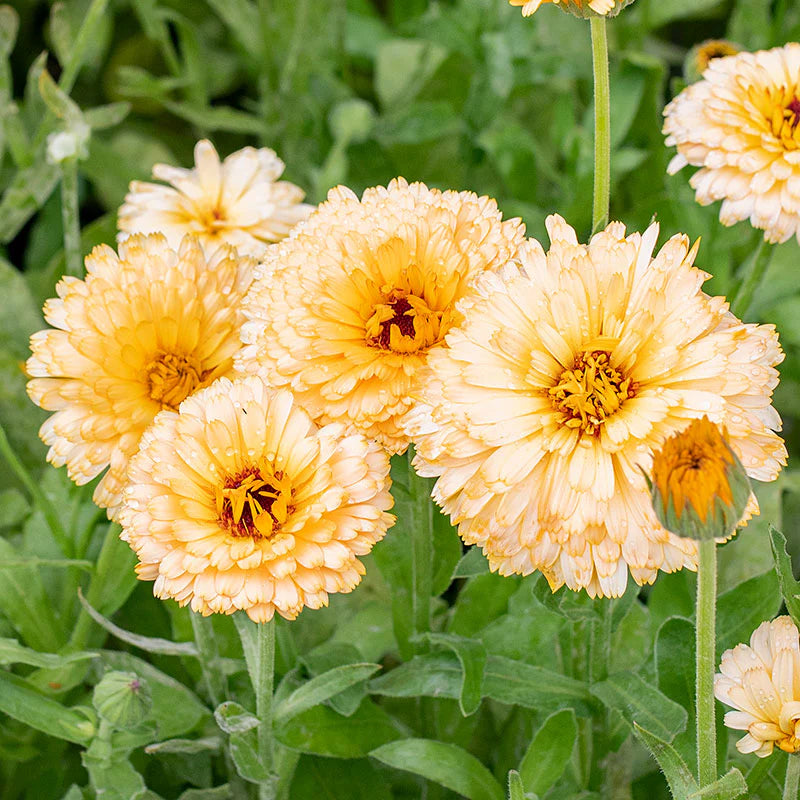 Calendula Apricot Beauty (1006) 20+ Seeds