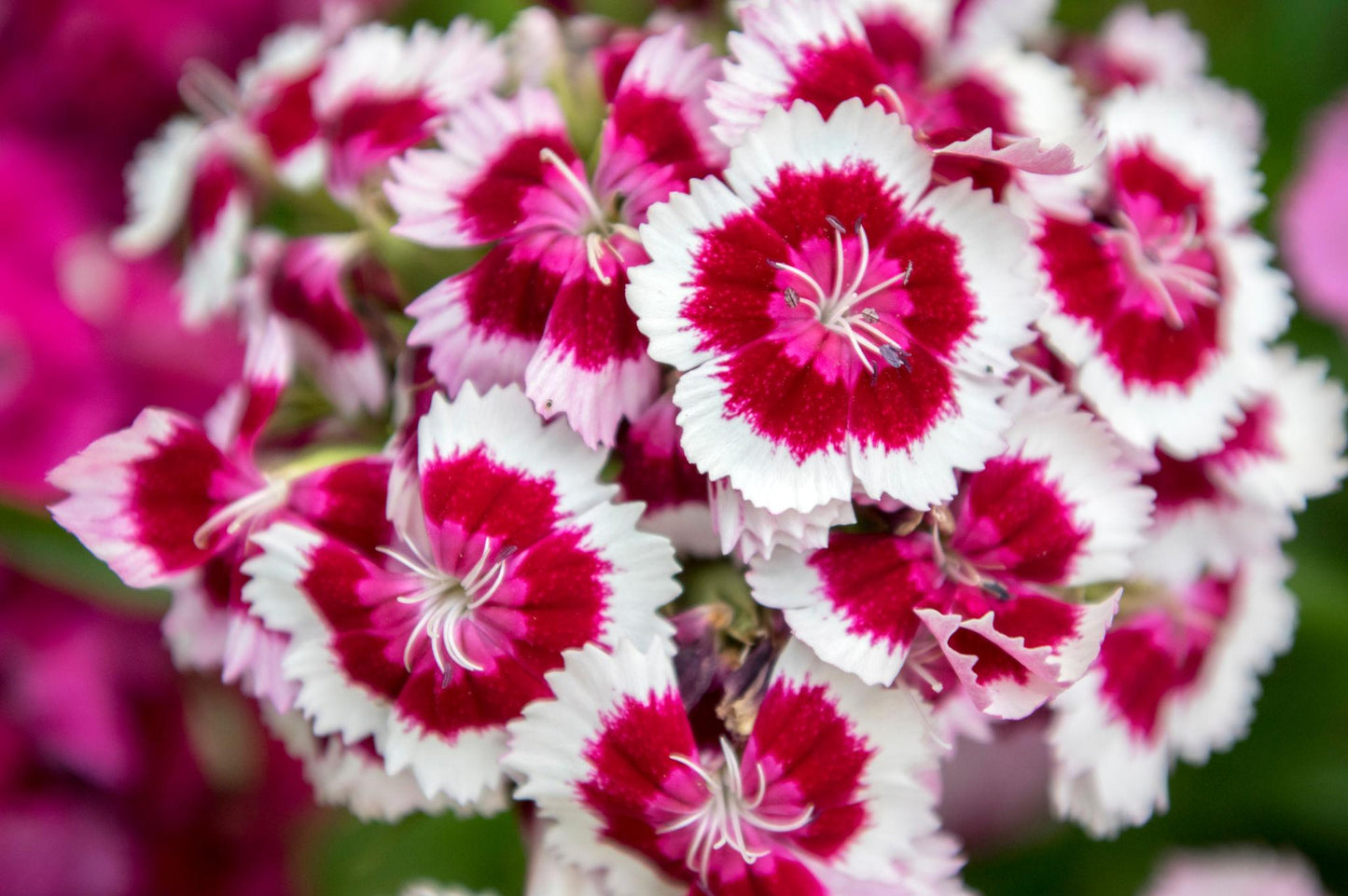 Sweet William (1023) 20+ Seeds