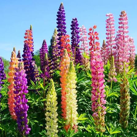 Lupins Mix (1050) 15+ Seeds