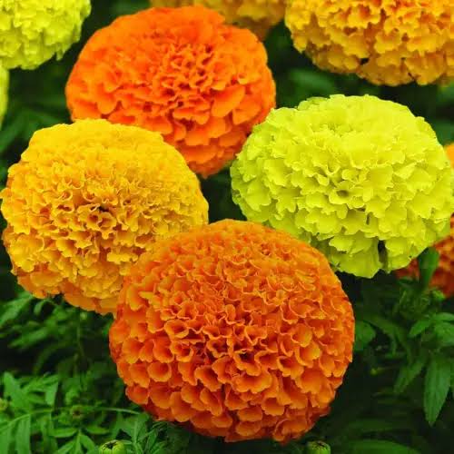 African Marigold (1062) 20+ Seeds