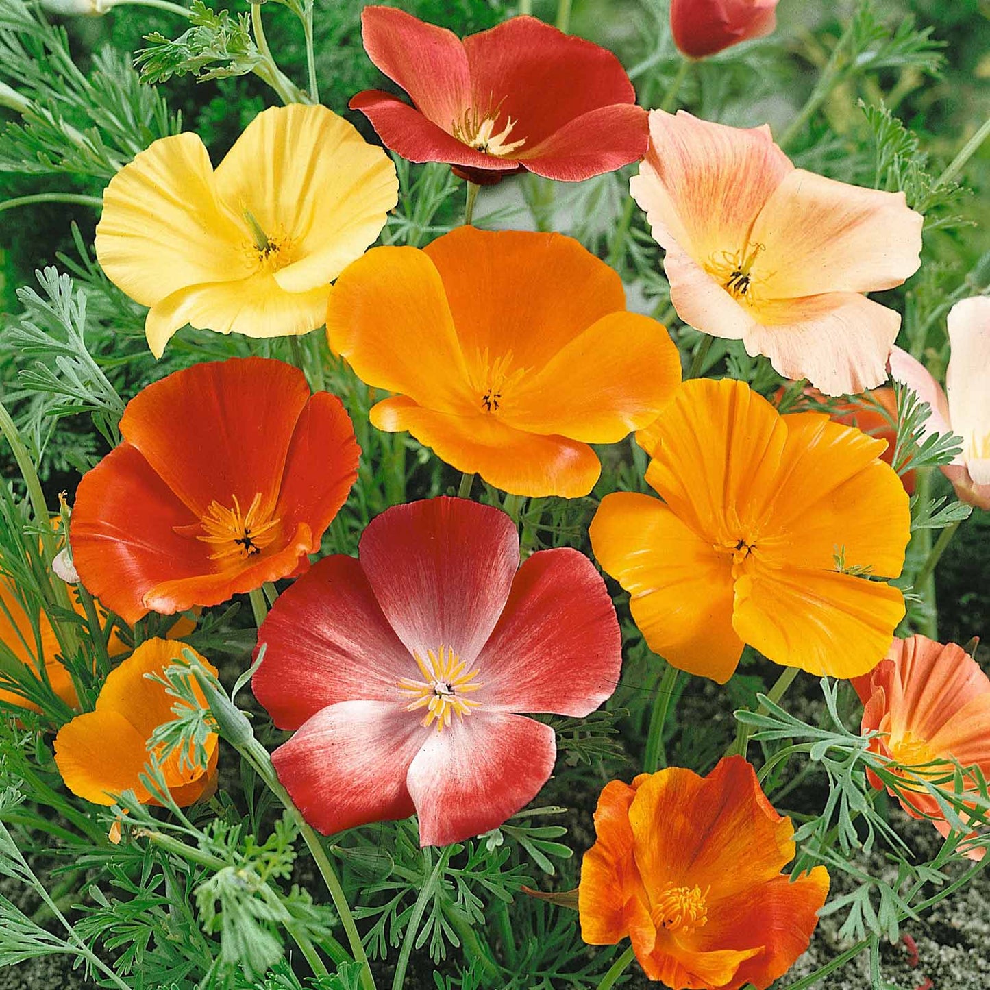 California Poppy Mix (1046) 20+ Seeds