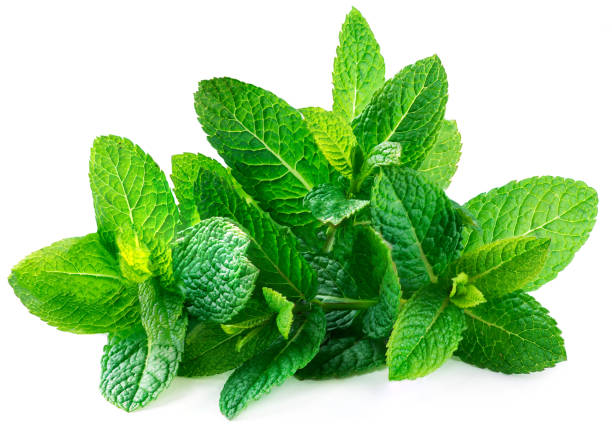 Mint 50+ Seeds