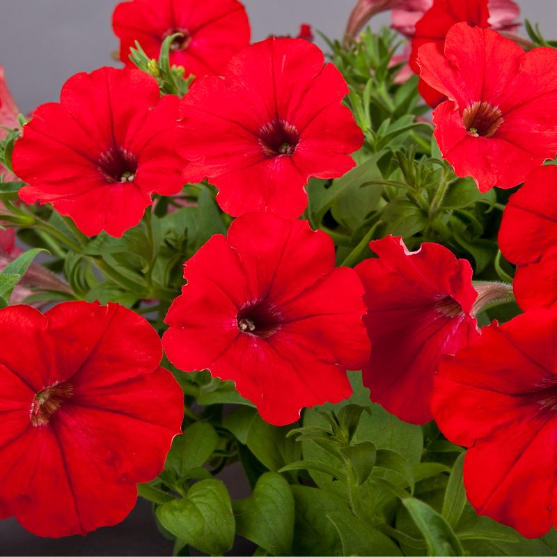 F1 Petunia Grandiflora simple Red (1057) 40+ Seeds