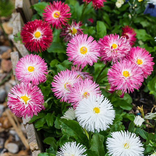 Bellis Perennis English Daisy Mix (1042) 30+ Seeds