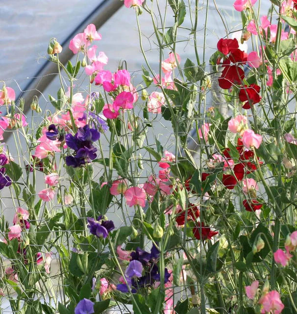 Sweet pea Mammoth (1028) 10+ Seeds