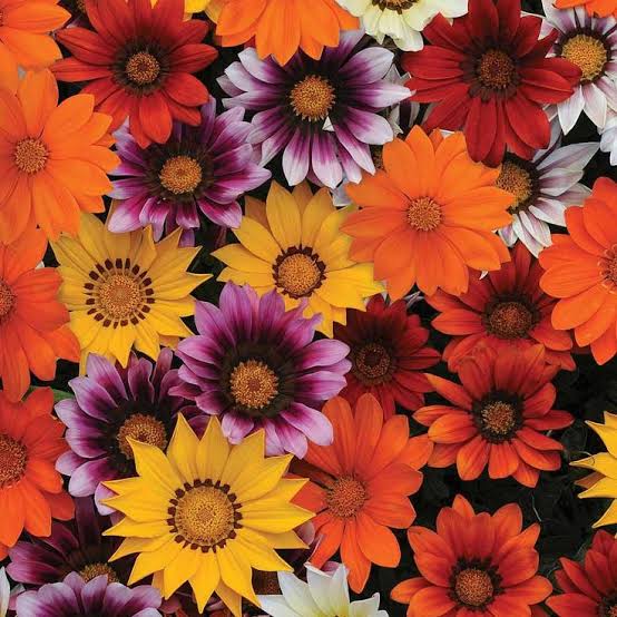 Gazania splendens sunshine mix (1047) 15+ Seeds