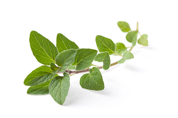 Greek Oregano 30+ Seeds