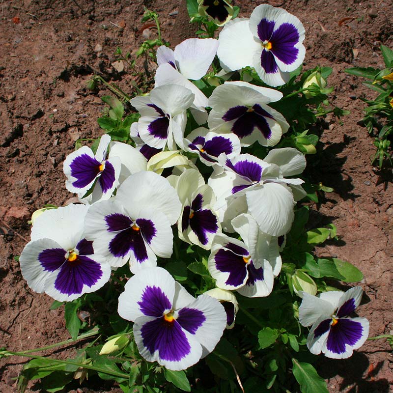 Pensy F1 White Blotch 40+ Seeds (1032)