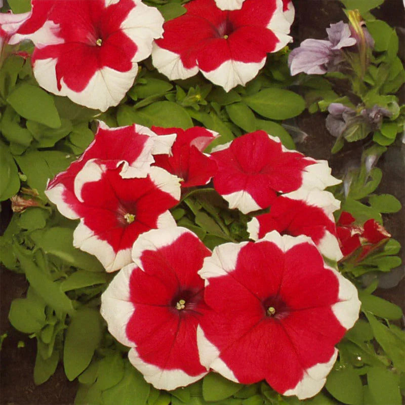 F1 Petunia Grandiflora Red picotee (1053) 40+ Seeds