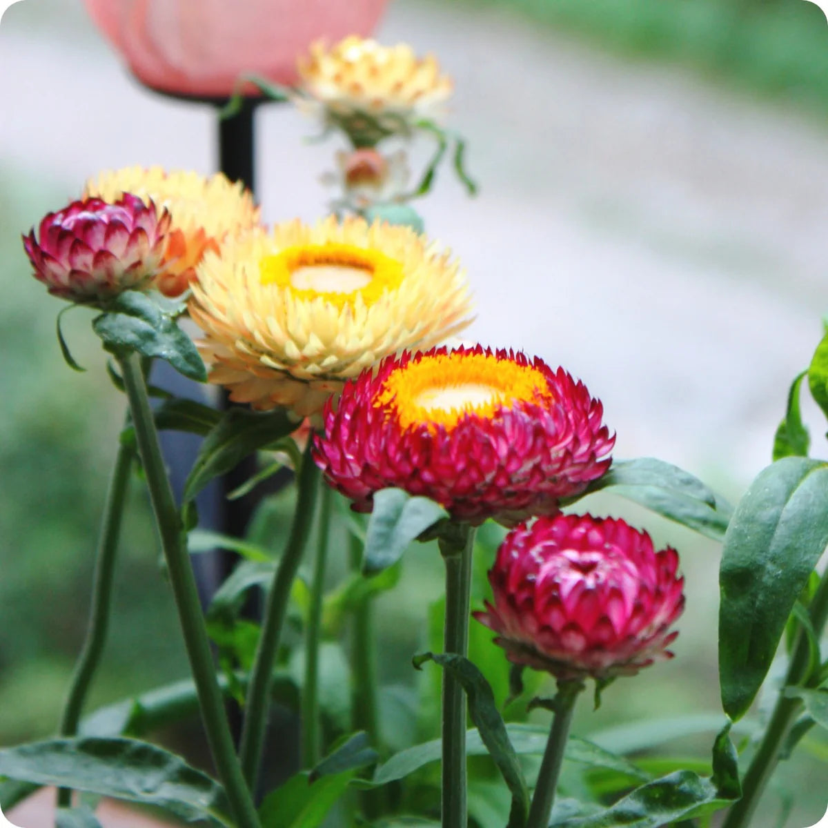 Strawflower imperial Mix (1038) 20+ Seeds