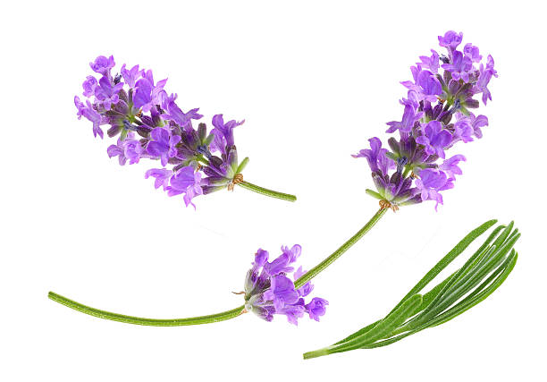 Lavender Seeds 30+ Seeds