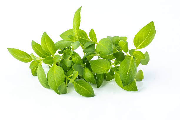 Lemon Basil 30+ Seeds