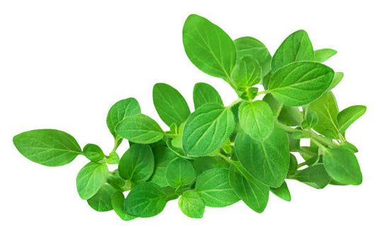 Sweet Marjoram 50+ Seeds
