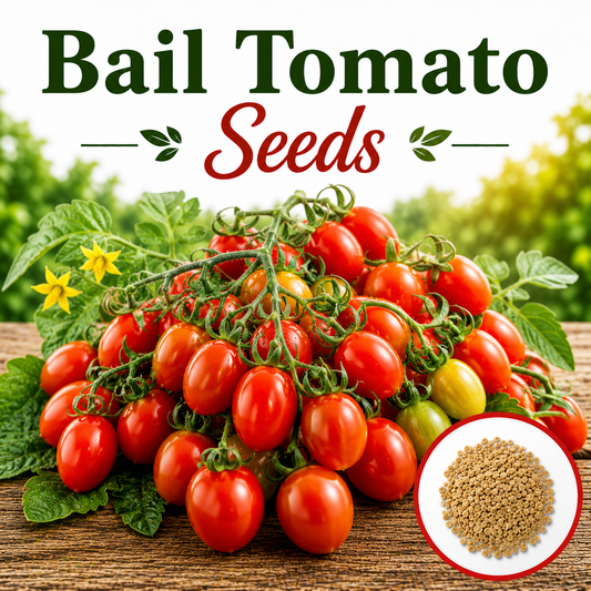 F1 Hybrid Bail Tomato 10 Seeds