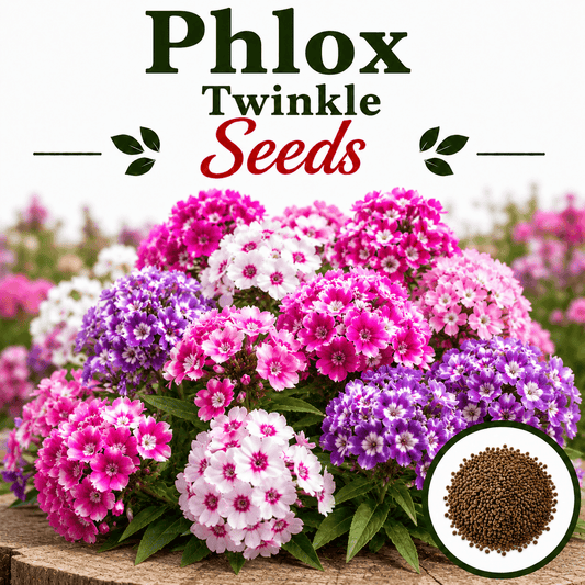Phlox Twinkle  20+ Seeds