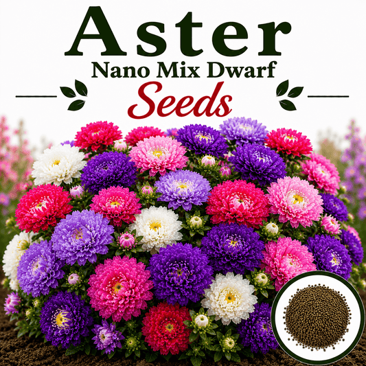Aster nano mix dwarf  20+ Seeds