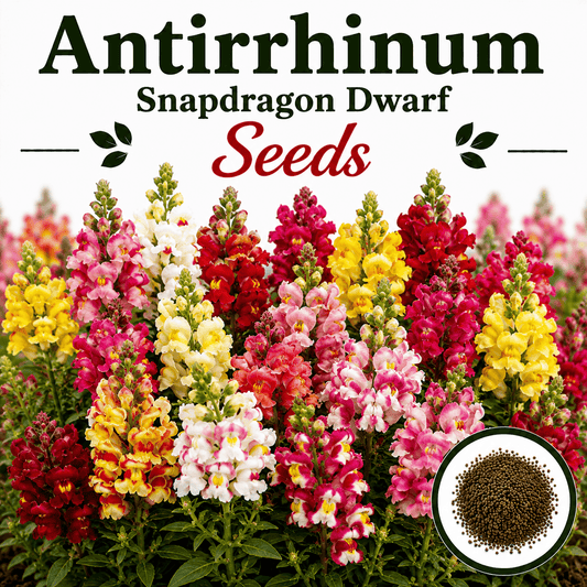 Antirrhinum snapdragon dwarf (1040) 50+ Seeds