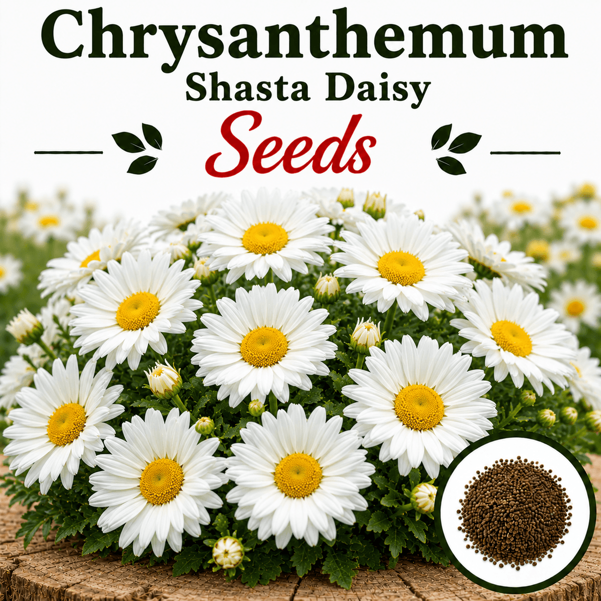chrysanthemum shasta daisy 25+ Seeds