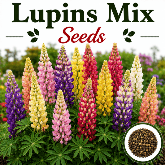 Lupins Mix  10+ Seeds