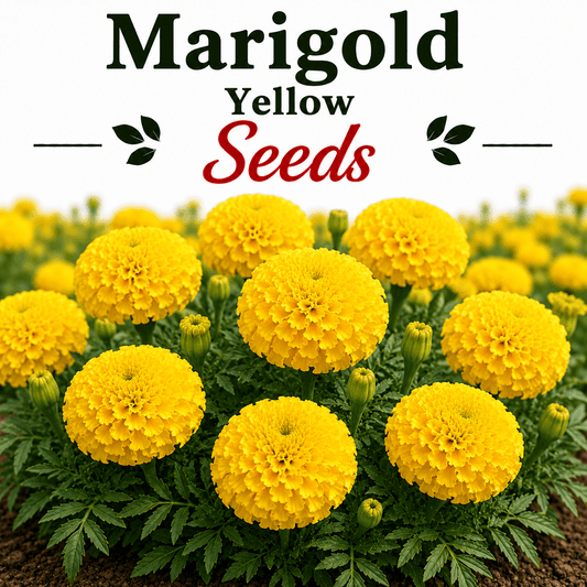 F1 Marigold Yellow 15+ Seeds