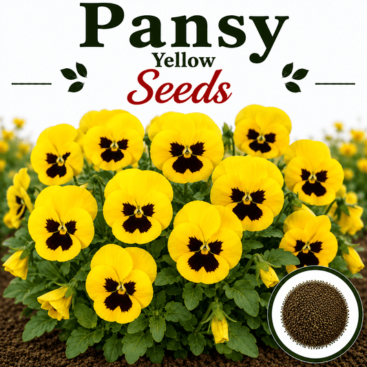 Pensy Yellow 15+ Seeds (1030)