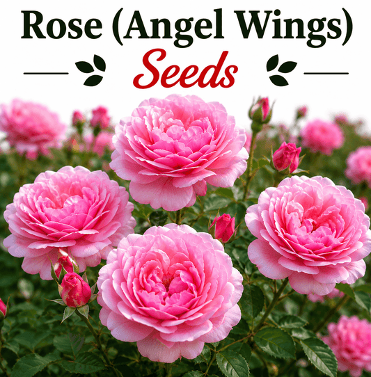 Rose (angel wings) 25+ Seeds