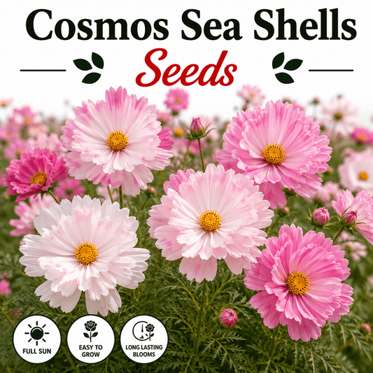 Cosmos Sea Shells (1024) 20+ Seeds
