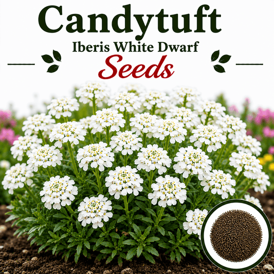 Candytuft iberis white dwarf (1009) 20+ Seeds