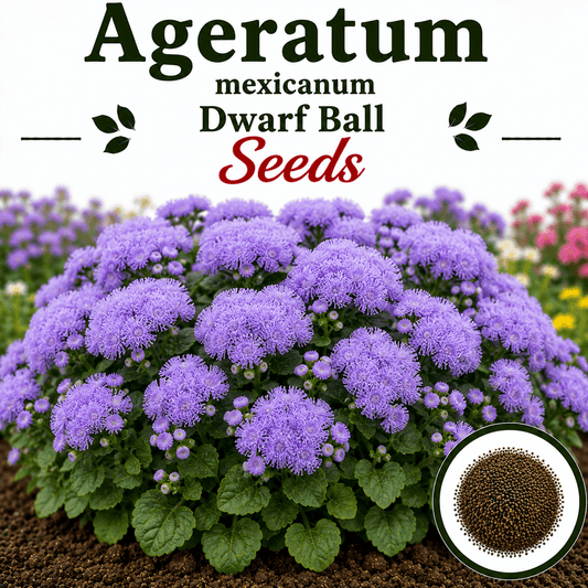 Ageratum mexicanum dwarf Ball (1066) 50+ Seeds