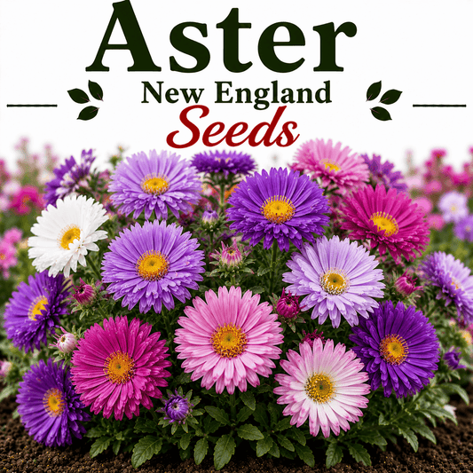 Aster New England (1019) 20+ Seeds