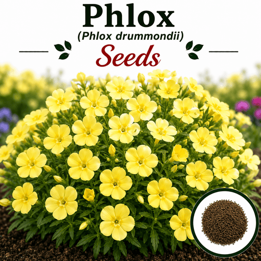 Phlox Yellow 20+ Seeds