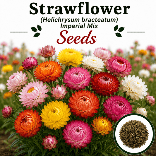 Strawflower imperial Mix 20 Seeds