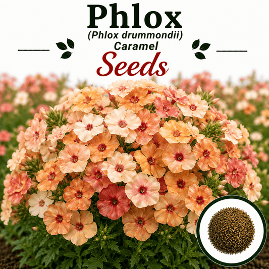 Phlox caramel 20 Seeds