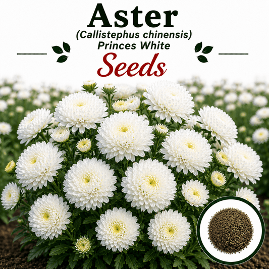 Aster Princes White 20+ Seeds