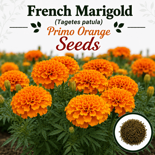 French Marigold primo Orange Dwarf 15+ Seeds
