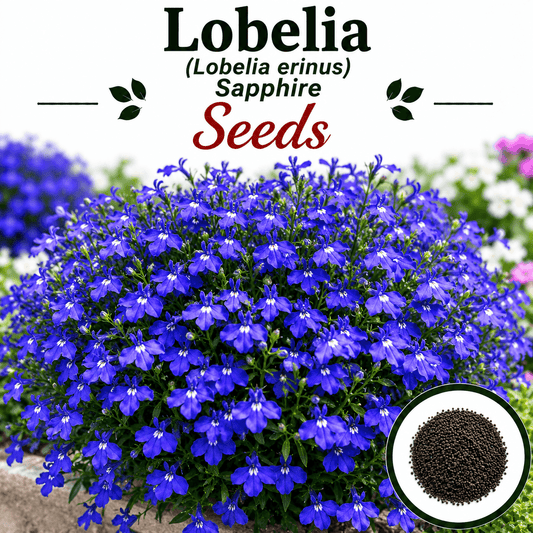 Lobela Sapphire 70 Seeds