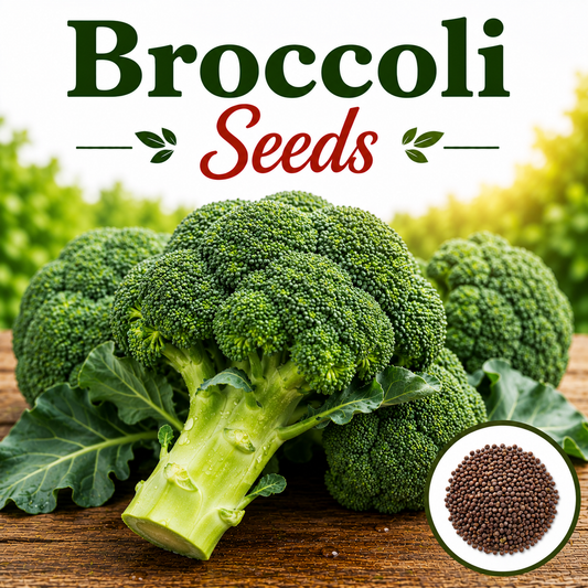 Broccoli 20 Seeds