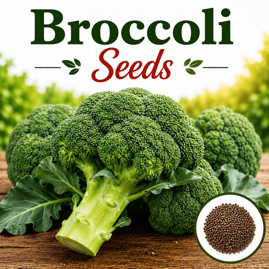 Broccoli 20 Seeds