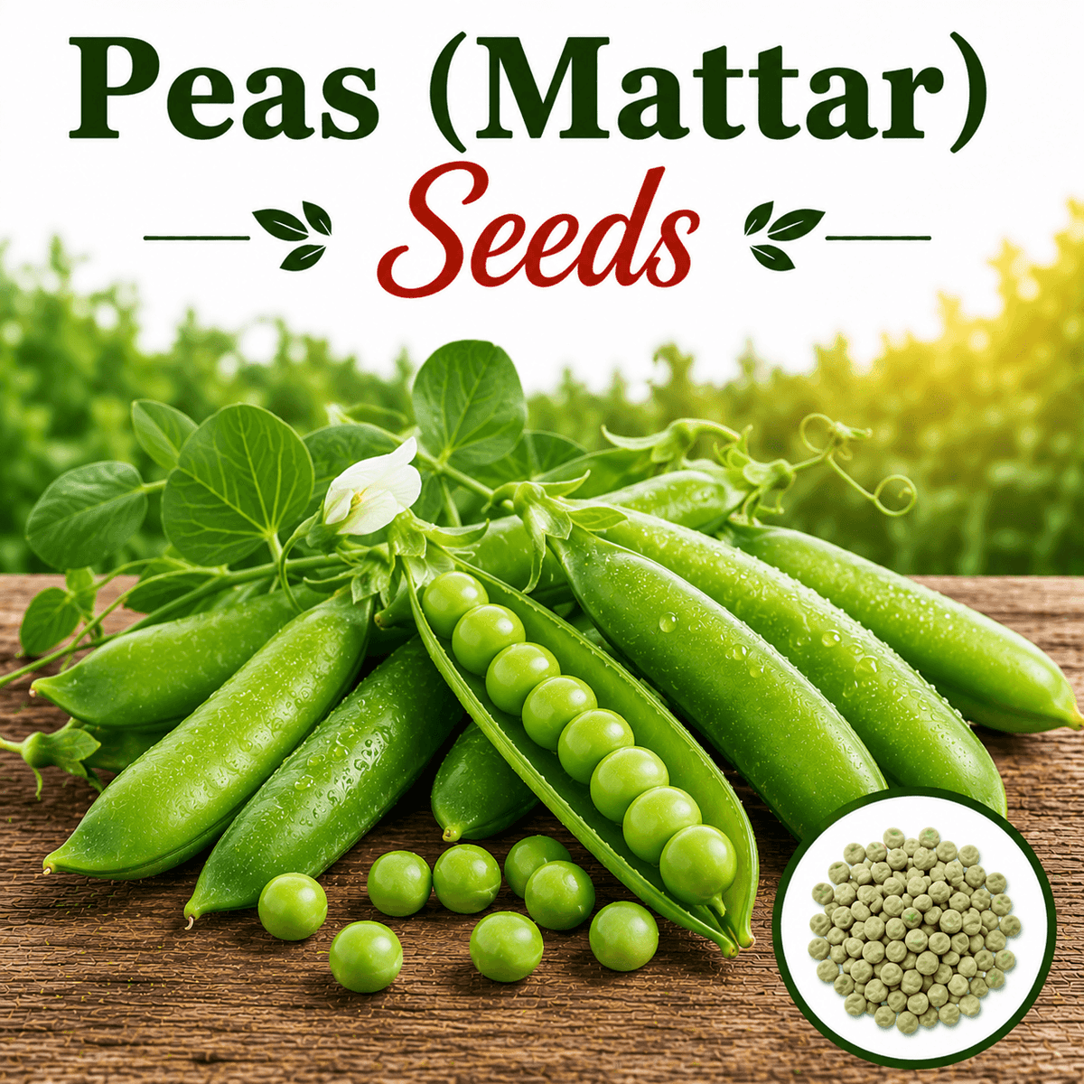 Green Peas 40+ Seeds